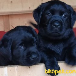 Siyah Labrador Retriever Yavruları 3