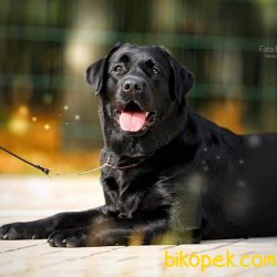 Siyah Labrador Retriever Yavruları 2
