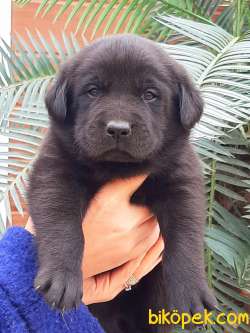 SİYAH LABRADOR RETRIEVER YAVRULARI 2