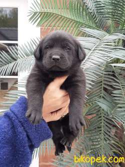 SİYAH LABRADOR RETRIEVER YAVRULARI 4