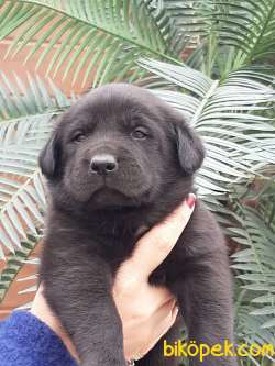 SİYAH LABRADOR RETRIEVER YAVRULARI 1