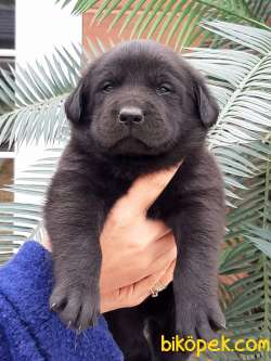 SİYAH LABRADOR RETRIEVER YAVRULARI 3