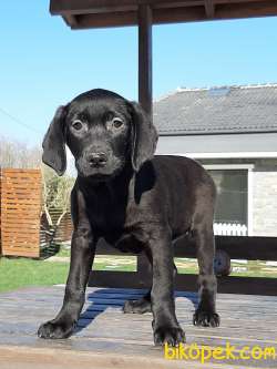Siyah Labrador Retriever Yavruları 5