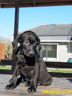Siyah Labrador Retriever Yavruları 4
