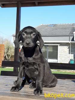 Siyah Labrador Retriever Yavruları 1