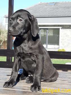Siyah Labrador Retriever Yavruları 2