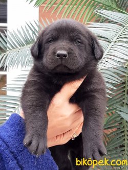 Siyah LABRADOR RETRIEVER YAVRULARIMIZ 3