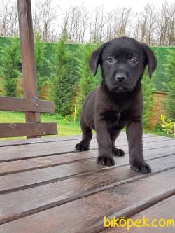 SİYAH LABRADOR RETRIEVER YAVRULARIMIZ 4