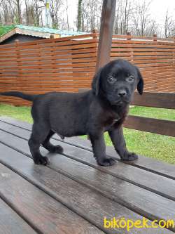 SİYAH LABRADOR RETRIEVER YAVRULARIMIZ 5