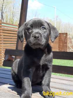 SİYAH  LABRADOR RETRIEVER YAVRULARIMIZ 1