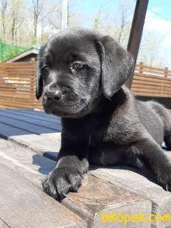 SİYAH  LABRADOR RETRIEVER YAVRULARIMIZ 4