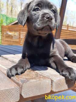 SİYAH  LABRADOR RETRIEVER YAVRULARIMIZ 2