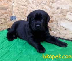 Siyah Labrador Retriver Yavrulari 3