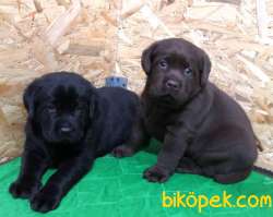 Siyah Labrador Retriver Yavrulari 4