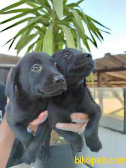 SİYAH LABRADOR YAVRULAR 3