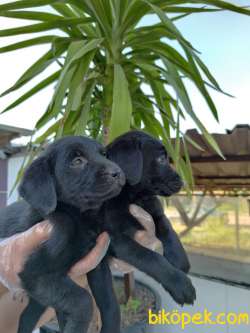 SİYAH LABRADOR YAVRULAR 2