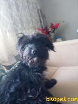 Siyah Maltes Terrier Cok Uysal 5 Aylik Ilgi Isteyen Yavru 2