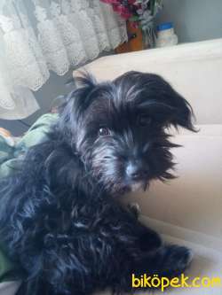 Siyah Maltes Terrier Cok Uysal 5 Aylik Ilgi Isteyen Yavru 3