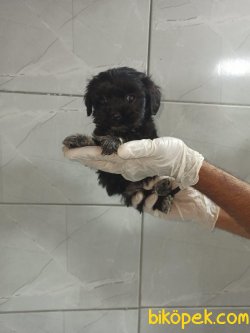 Siyah Maltipoo 3