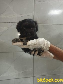 Siyah Maltipoo 2