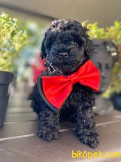 Siyah Mini Boy Güzeller Güzeli Toy Poodle 3