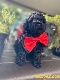 Siyah Mini Boy Güzeller Güzeli Toy Poodle 2