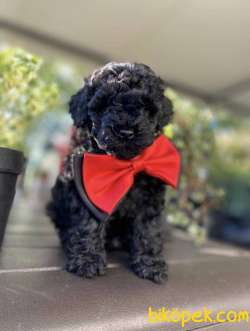 Siyah Mini Boy Güzeller Güzeli Toy Poodle 1