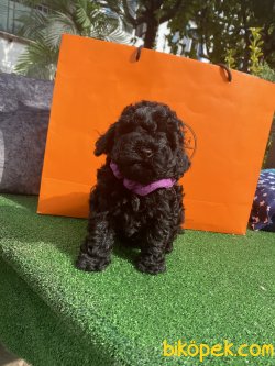 Siyah Mini Toy Bebek Surat Poodle Yavrularımız 1