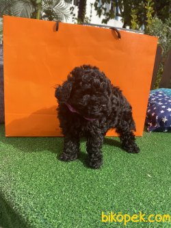 Siyah Mini Toy Bebek Surat Poodle Yavrularımız 3