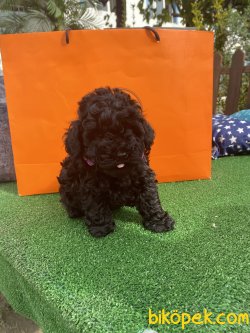 Siyah Mini Toy Bebek Surat Poodle Yavrularımız 5