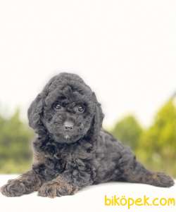 SİYAH MİNİ TOY POODLE YAVRULAR 4
