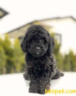 SİYAH MİNİ TOY POODLE YAVRULAR 3