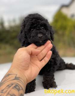 SİYAH MİNİ TOY POODLE YAVRULAR 2
