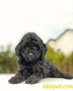 SİYAH MİNİ TOY POODLE YAVRULAR 1
