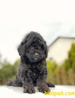 SİYAH MİNİ TOY POODLE YAVRULAR 5