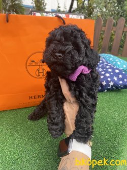 Siyah Mini Toy Poodle Yavrularımız Yurtdışndan 3