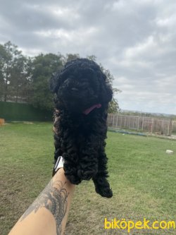 Siyah Mini Toy Poodle Yavrularımız Yurtdışndan 2