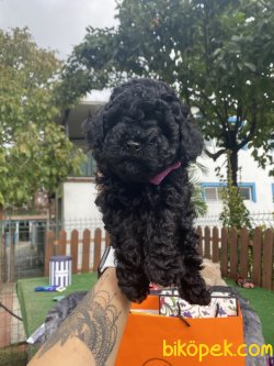 Siyah Mini Toy Poodle Yavrularımız Yurtdışndan 1