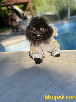 Siyah Nadir Renk Teddy Bear Pomeranian Boo 3