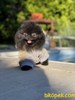 Siyah Nadir Renk Teddy Bear Pomeranian Boo 1