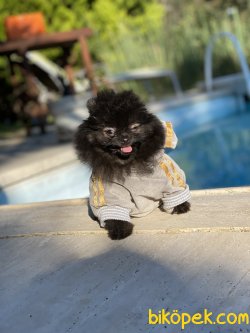 Siyah Nadir Renk Teddy Bear Pomeranian Boo 4