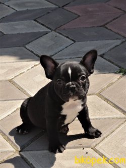 Siyah Orjinal Aşılı Full Eğitimli French Bulldog Bebeklerimiz 2