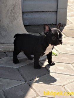 Siyah Orjinal Aşılı Full Eğitimli French Bulldog Bebeklerimiz 3
