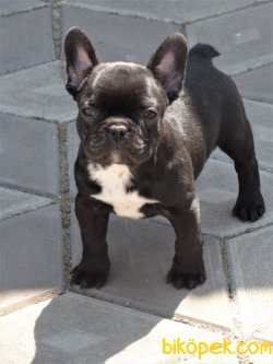 Siyah Orjinal Aşılı Full Eğitimli French Bulldog Bebeklerimiz 1