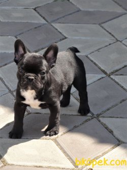 Siyah Orjinal Aşılı Full Eğitimli French Bulldog Bebeklerimiz 4