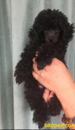Siyah Poodle 3