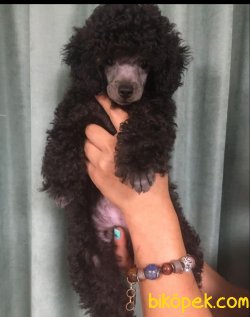 Siyah Poodle 1