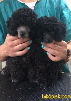 Siyah Poodle 2