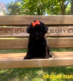 Siyah Poodle 2