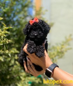 Siyah Poodle 3